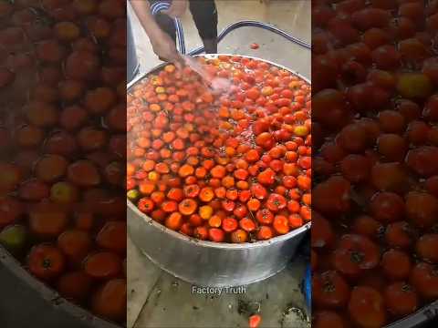 Thumbnail for “Tomato Waste Turned Into Leather Shoes?! 🤯🍅 #didyouknow #Shorts #ViralShorts #trending #facts by Viral Vipin