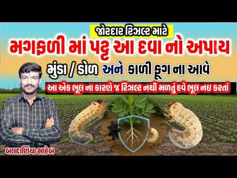 Thumbnail for મગફળી અને સોયાબીન ને કઈ દવા નો પટ આપવા થી ઉગાવો સારો થાય? મુંડા અને કાળી ફૂગ માટે પટ ની કઈ દવા આવે by Farmer Family (Manish)