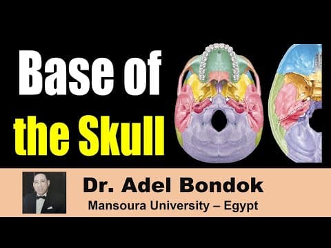 Thumbnail for Base of the Skull (Norma Basalis): Bones and Foramina, Dr Adel Bondok by Dr Adel Bondok Anatomy Channel