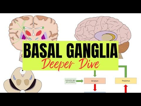 Thumbnail for Basal Ganglia - Deeper Dive by Neuroscientifically Challenged