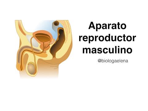Thumbnail for Sistema reproductor masculino by Ciencias con la Bióloga Elena