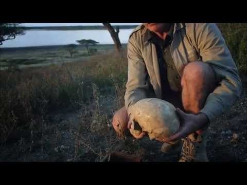 Thumbnail for En Busca del Primer Europeo by Luis Quevedo