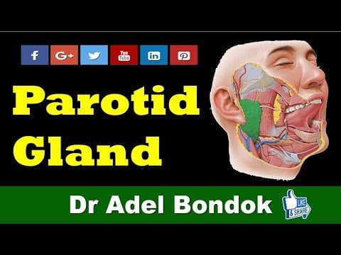 Thumbnail for Anatomy of the Parotid Gland, Dr Adel Bondok Channel by Dr Adel Bondok Anatomy Channel