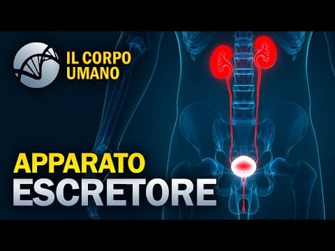 Thumbnail for Apparato Escretore (Apparato Urinario) - Il Corpo Umano by La Biologia per tutti