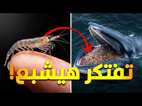 Thumbnail for حيوانات عملاقة بتاكل حاجات صغيرة جدا by عشوائيات