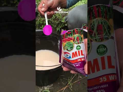 Thumbnail for FUNGISIDA BUKAN SOLUSI PATEK‼️ #pertanian #petani #petanimuda #cabe #banggajadipetani #fypシ #fyp by Mitra Bertani TV