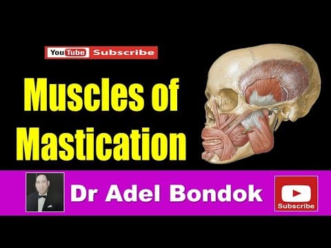 Thumbnail for Infratemporal Fossa and Muscles of Mastication, Dr Adel Bondok by Dr Adel Bondok Anatomy Channel