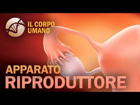 Thumbnail for Apparato Riproduttore maschile e femminile (parte 1) - Il Corpo Umano by La Biologia per tutti
