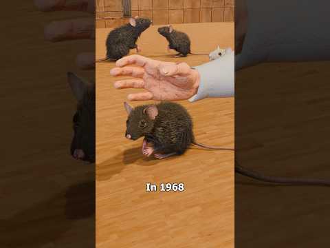Thumbnail for The Mouse Utopia Experiment 🐭 by Atom's Whisper