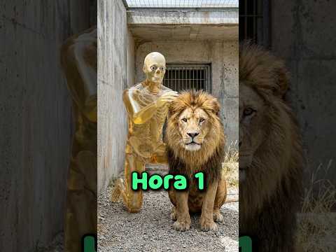 Thumbnail for ¿Cuánto tiempo Durarías encerrado con un LEÓN? 😳 #sabiasque #curiosidades by Homosapiens