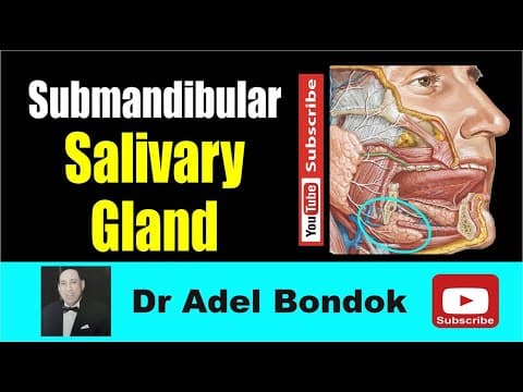 Thumbnail for Anatomy of the submandibular Salivary Gland, Dr Adel Bondok Making Anatomy Simple by Dr Adel Bondok Anatomy Channel