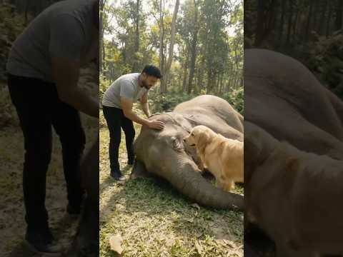 Thumbnail for Crane Rescue — Golden Retriever Saves Fallen Elephant #dog #goldenretriever #rescue #elephant by AI DIGI CHAOS