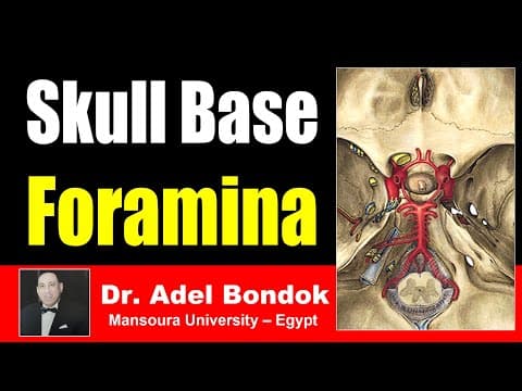 Thumbnail for Foramina of the Skull and their Contents, Dr Adel Bondok by Dr Adel Bondok Anatomy Channel