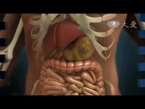Thumbnail for 【發現】精華影片 - 20140118 - 人體奧秘系列 - 人體的消化工廠 - 腸 by 大愛電視 Tzu Chi DaAiVideo