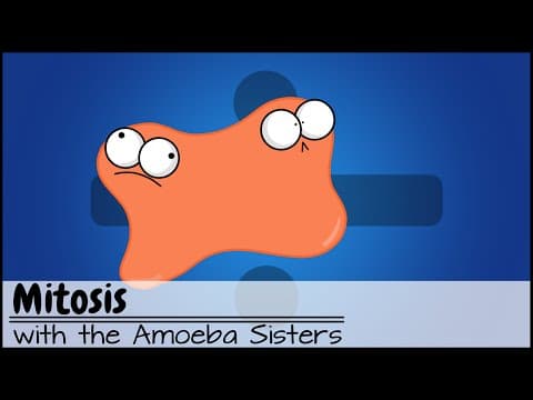 Thumbnail for Mitosis: The Amazing Cell Process that Uses Division to Multiply! (Updated) by Amoeba Sisters