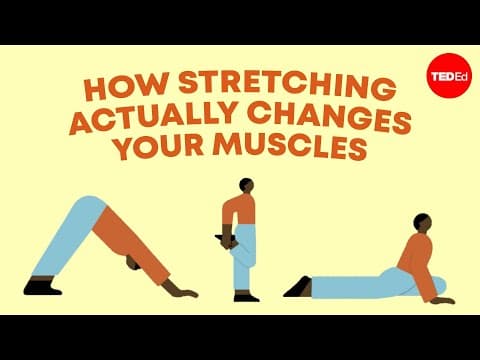 Thumbnail for How stretching actually changes your muscles - Malachy McHugh by TED-Ed