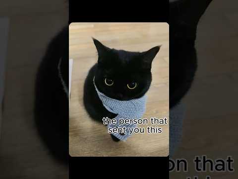 Thumbnail for so kinddd #fun #cat #catmemes #catphotos #funny #trending #viral #cute #georgieebom #kitten #memes by veryhangrycat1