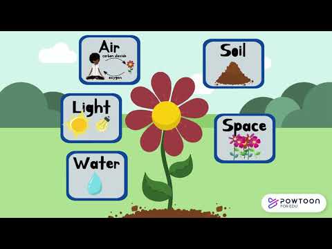 Thumbnail for The Needs of a Plant for Kids | What do Plants Need to Survive? by BuzzWithBee