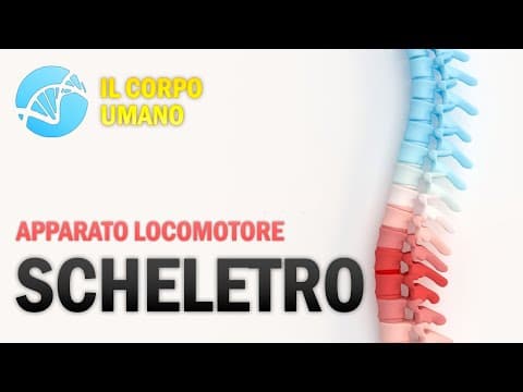 Thumbnail for Il Sistema Scheletrico - Apparato Locomotore - Il Corpo Umano by La Biologia per tutti