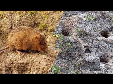 Thumbnail for Як позбутись мишей на городі чи в саду | Як позбутись гризунів by Корисно про головне