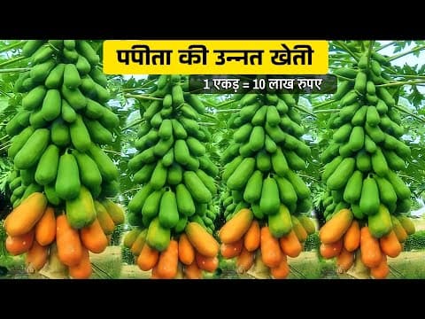 Thumbnail for पपीता की खेती कैसे करें | Papaya farming in India | Papita ki kheti kab aur kaise karen | full video by The Advance Agriculture