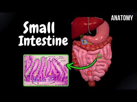 Thumbnail for Small Intestine Anatomy (Parts, Topography, Structures, Layers) by Taim Talks Med