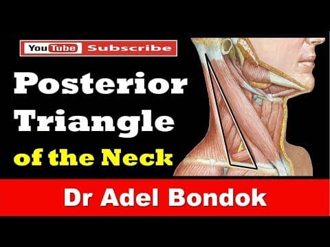Thumbnail for Posterior Triangle of the Neck, Dr Adel Bondok by Dr Adel Bondok Anatomy Channel