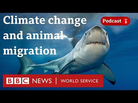 Thumbnail for Why protecting animal migrations could help the planet - The Climate Question, BBC World Service by BBC World Service