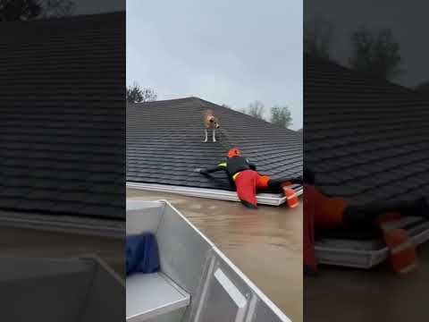 Thumbnail for Dog Stranded on Roof During Flood — Saved by Boat Crew! by Animal Awareness AI