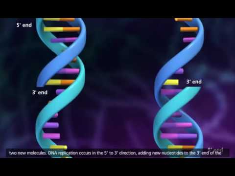 Thumbnail for DNA Replication Process 3D Animation by Ibrahim Sultan