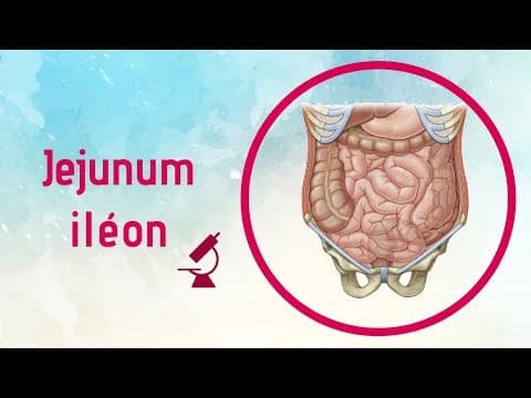 Thumbnail for Anatomie du Jejunum-iléon (Intestins grêles) by scandium theory