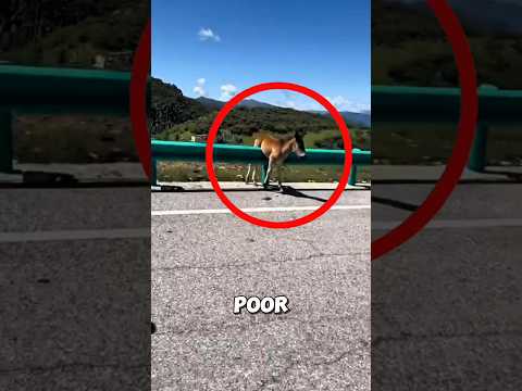 Thumbnail for This poor little horse was stuck until a hero stepped in ❤️ #horse #rescue by Animal Life Uncovered