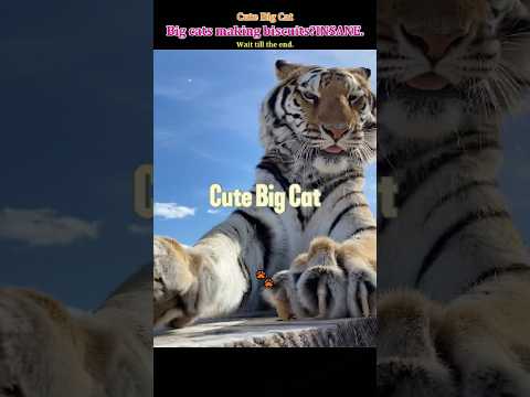 Thumbnail for Just a big cat.😻#bigcat#funnyanimals#tiger#leopard by Shue.funnypets