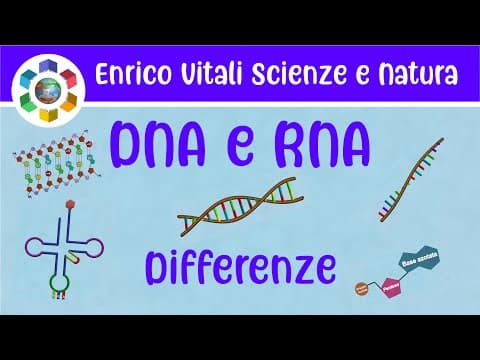 Thumbnail for Gli acidi nucleici: DNA ed RNA. Differenze strutturali e biologiche. Video in 3D e 4K by Enrico Vitali - Scienze e Natura