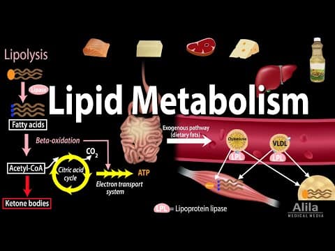 Thumbnail for Lipid (Fat) Metabolism Overview, Animation by Alila Medical Media