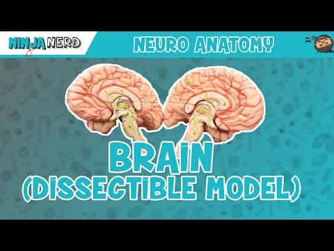 Thumbnail for Anatomy of the Brain | Dissectible Model by Ninja Nerd
