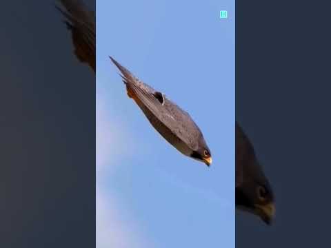 Thumbnail for Peregrine Falcon 😱 by Facts Dastan
