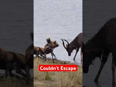 Thumbnail for Animal Moments That Escalated Fast by Animal Dose