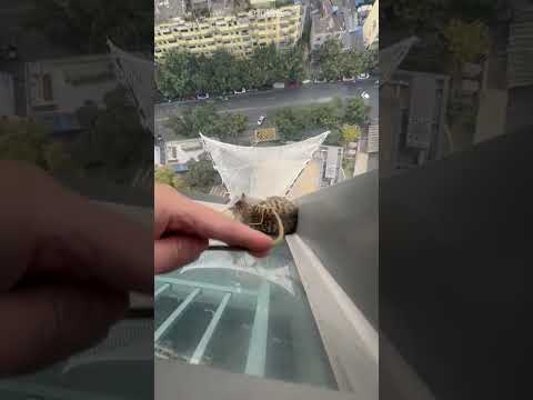 Thumbnail for Rescue Team Helped a Cat😍❤️ by Factomato