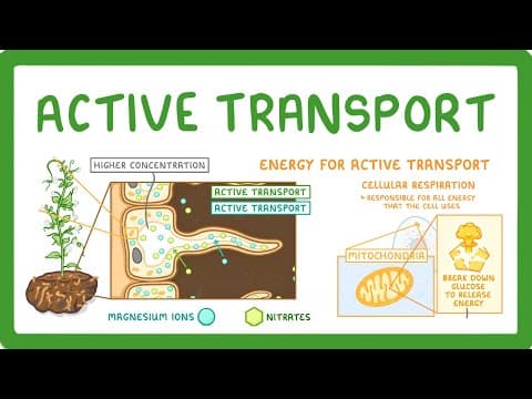 Thumbnail for GCSE Biology - Active Transport (2026/27 exams) by Cognito