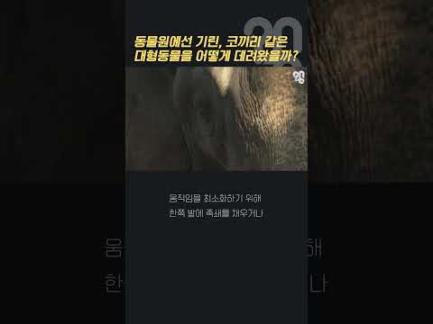 Thumbnail for 동물원에선 기린, 코끼리 같은 대형동물을 어떻게 데려왔을까? #shorts by 취재대행소 왱