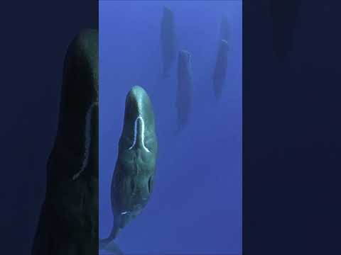 Thumbnail for How Sperm Whales Sleep #shorts by Nature Lens