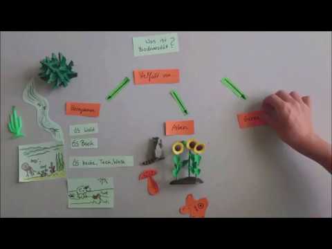 Thumbnail for Erklärvideo zu Biodiversität by LEIFIphysik