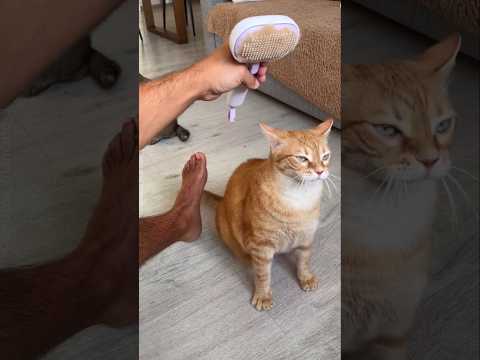 Thumbnail for Owner Made His Cat a Special Hat ЁЯШ╗тЭдя╕П by Pillu Pedia