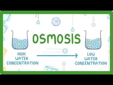 Thumbnail for GCSE Biology - Osmosis (2026/27 exams) by Cognito