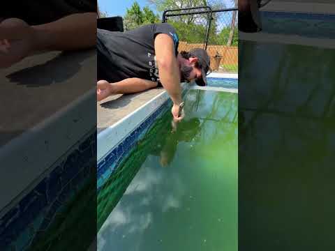 Thumbnail for Our pool hasn’t been this gross since we took the deck off the top of it #poolcleaning #cleaning by Sabrina & Andrew