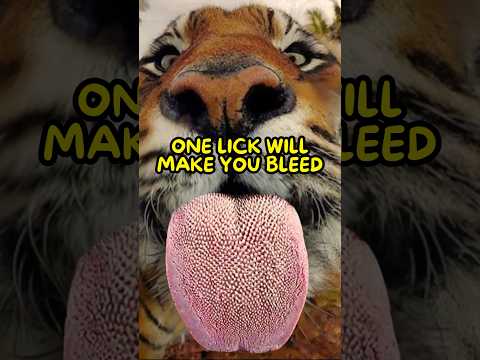 Thumbnail for null by null