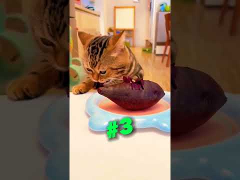 Thumbnail for 5 Things You Didn't Know About Cats by catpawcalypse