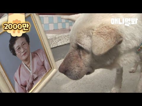 Thumbnail for 할머니 장례식에서 눈물 흘리던 백구가 2년 동안 한 일..ㅣDog Cries Along The Street Where He Used To Walk With His Grandma by SBS TV동물농장x애니멀봐