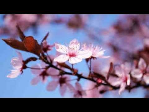 Thumbnail for 9.Sınıf Edebiyat Nevruz Belgeseli 3.Tema sayfa 200 by Mustafa Şahin / EDEBİYAT